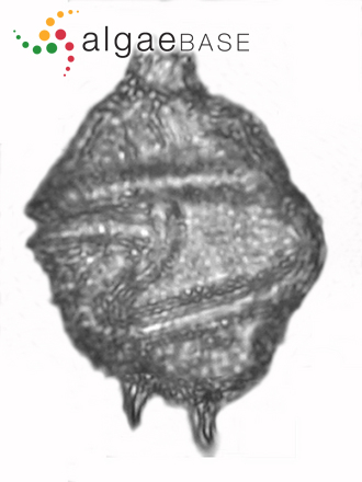 Gonyaulax spinifera (Claparède & Lachmann) Diesing
