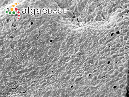 Neogoniolithon hauckii (Rothpletz) R.A.Townsend & Huisman