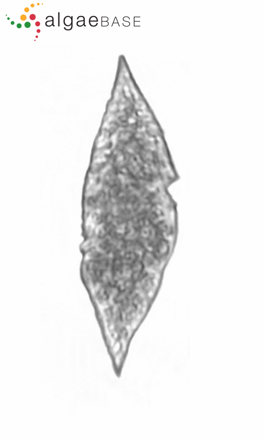 Gyrodinium fusiforme Kofoid & Swezy
