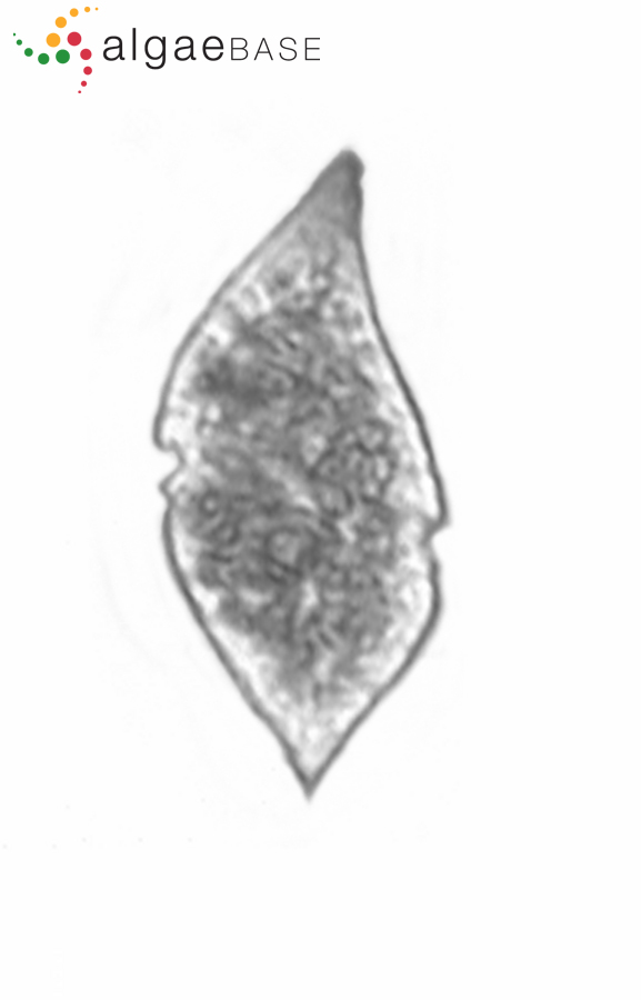 Gyrodinium spirale (Bergh) Kofoid & Swezy