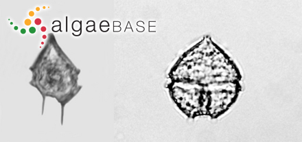 Protoperidinium brevipes (Paulsen) Balech