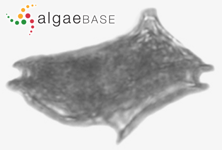 Protoperidinium excentricum (Paulsen) Balech