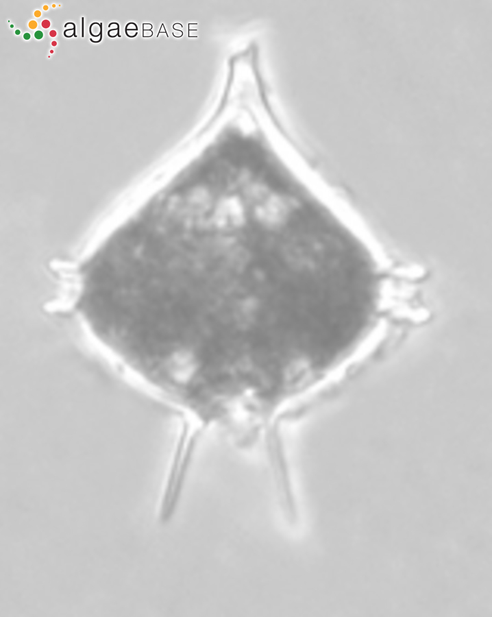 Protoperidinium pallidum (Ostenfeld) Balech