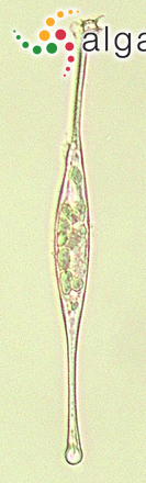 Amphisolenia globifera F.Stein