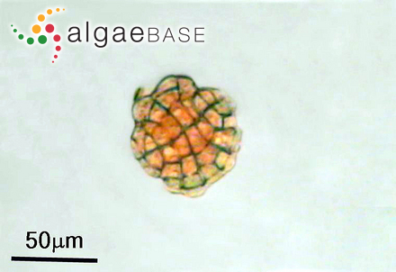 Pneophyllum fragile Kützing