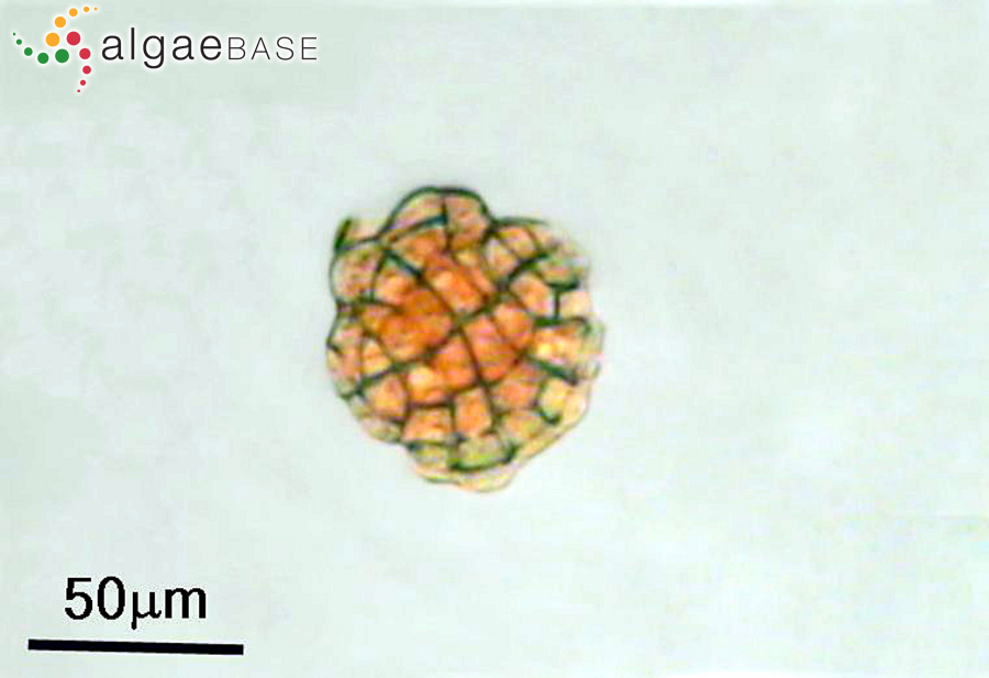 Pneophyllum fragile Kützing