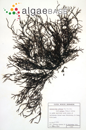Ascophyllum nodosum (Linnaeus) Le Jolis