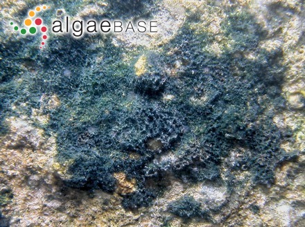 Scytonematopsis crustacea (Thuret ex Bornet & Flahault) Kováčik & Komárek