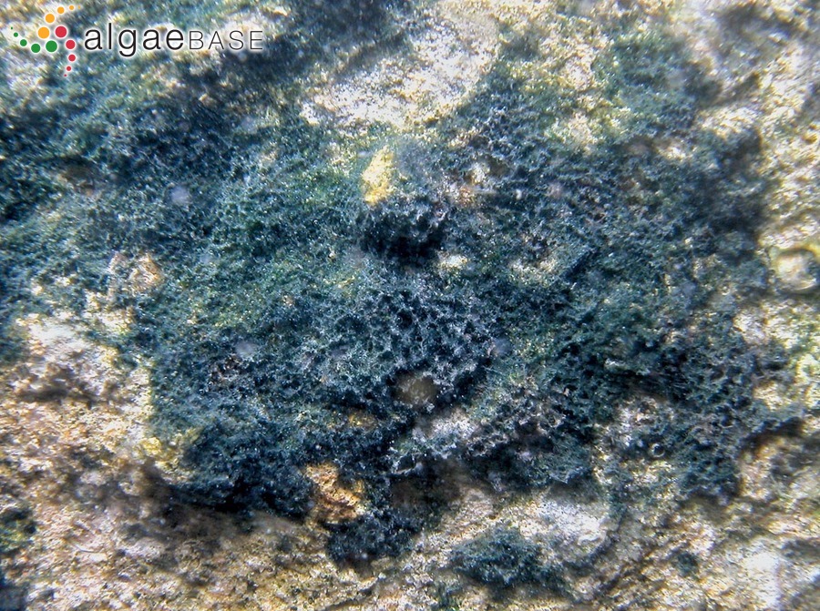 Scytonematopsis crustacea (Thuret ex Bornet & Flahault) Kováčik & Komárek
