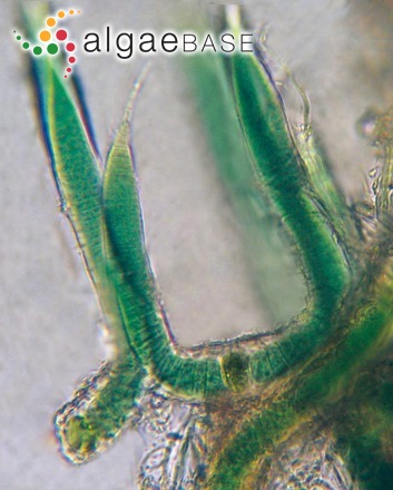 Calothrix crustacea Thuret ex Bornet & Flahault