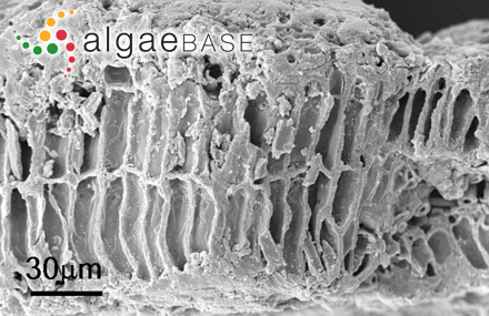 Lithophyllum corallinae (P.Crouan & H.Crouan) Heydrich