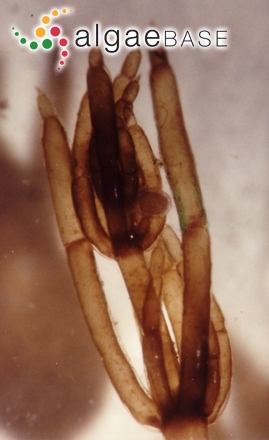 Tolypella canadensis T.Sawa