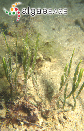 Caulerpa cupressoides (Vahl) C.Agardh