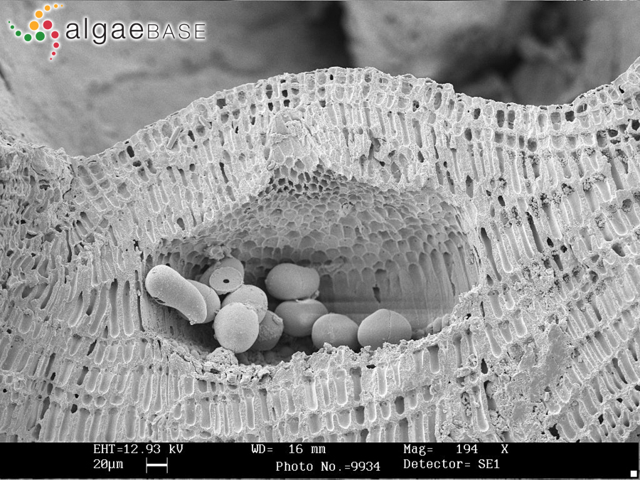 Titanoderma pustulatum (J.V.Lamouroux) Nägeli