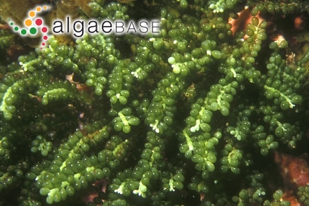 Caulerpa geminata Harvey