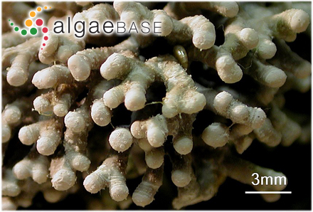 Titanoderma trochanter (Bory) Benhissoune, Boudouresque, Perret-Boudouresque & Verlaque