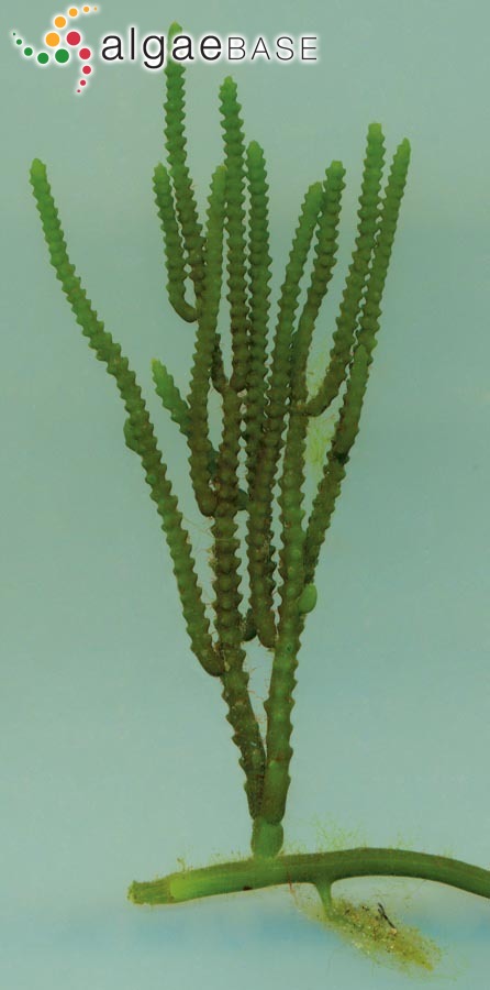 Caulerpa cupressoides (Vahl) C.Agardh