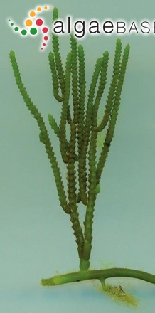 Caulerpa cupressoides (Vahl) C.Agardh
