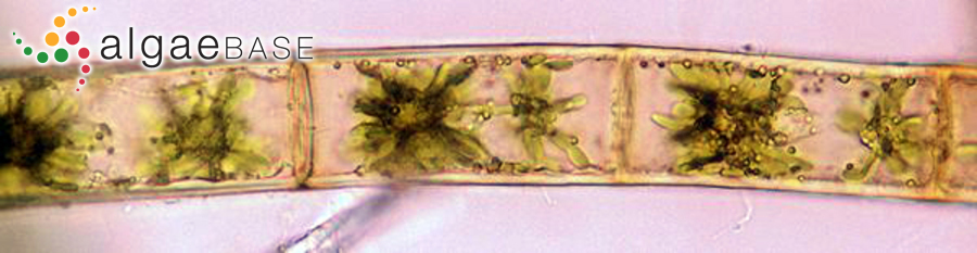 Bachelotia antillarum (Grunow) Gerloff