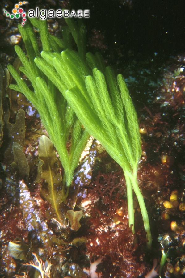 Caulerpa longifolia C.Agardh