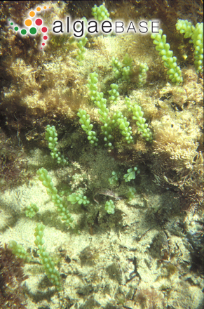 Caulerpa cylindracea Sonder