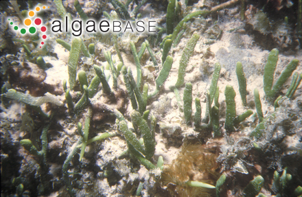 Caulerpa lamourouxii (Turner) C.Agardh