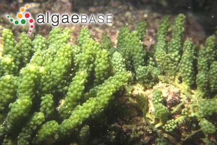 Caulerpa chemnitzia (Esper) J.V.Lamouroux