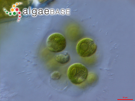 Apiocystis brauniana Nägeli