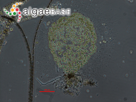 Apiocystis brauniana Nägeli