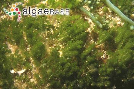 Caulerpa verticillata J.Agardh