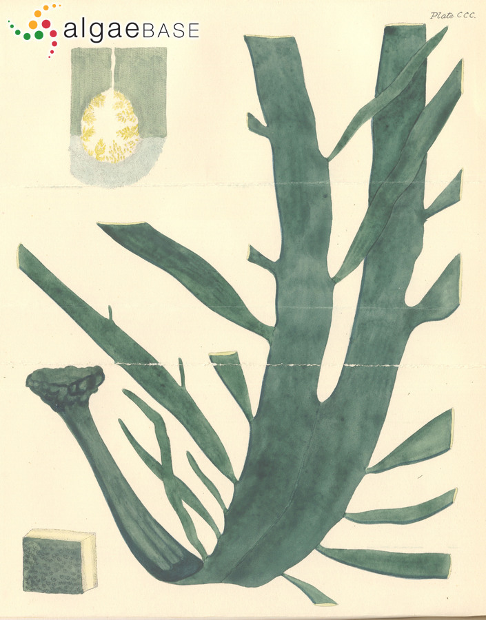 Durvillaea potatorum (Labillardière) J.E.Areschoug