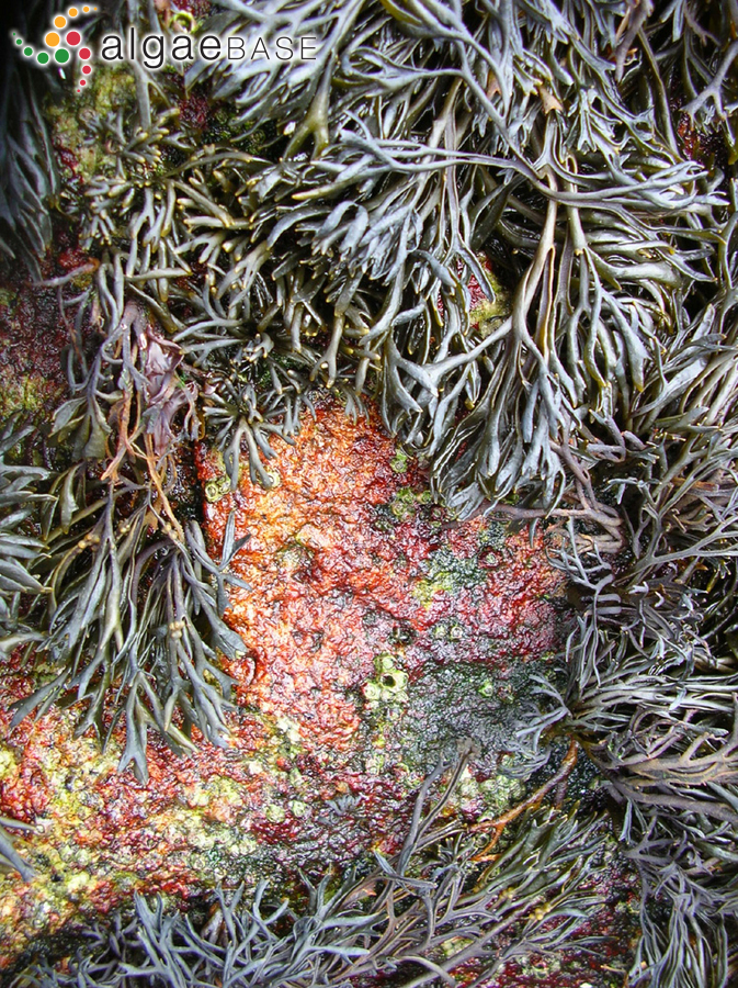 Pelvetia canaliculata (Linnaeus) Decaisne & Thuret