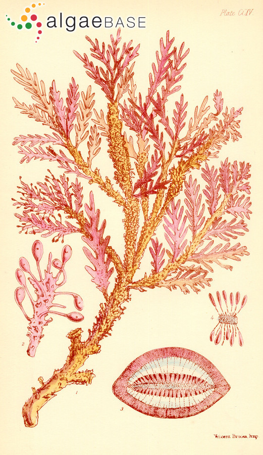 Ptilophora prolifera (Harvey) J.Agardh