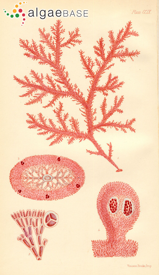 Ptilocladia pulchra Sonder