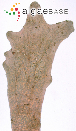 Acrosorium ciliolatum (Harvey) Kylin
