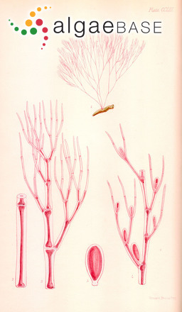 Mazoyerella australis (Harvey) Huisman & Womersley