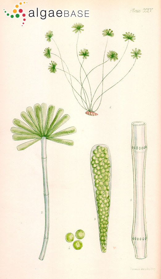 Acetabularia peniculus (R.Brown ex Turner) Solms-Laubach