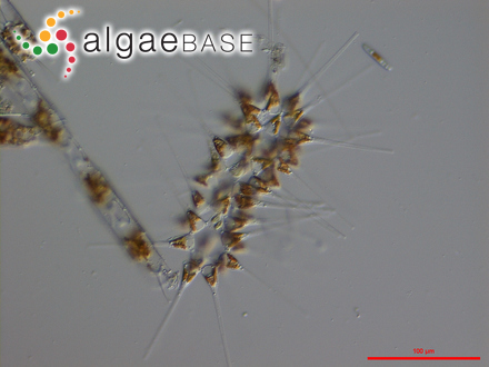 Asterionellopsis glacialis (Castracane) Round