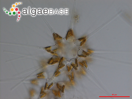 Asterionellopsis glacialis (Castracane) Round