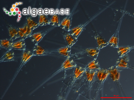 Asterionellopsis glacialis (Castracane) Round
