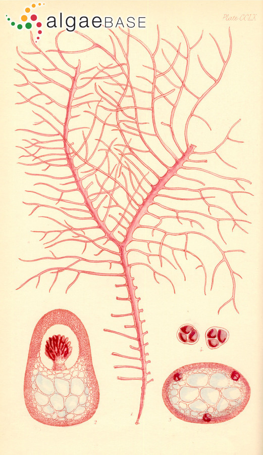 Hymenocladia usnea (R.Brown ex Turner) J.Agardh