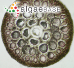 Chondria scintillans G.Feldmann