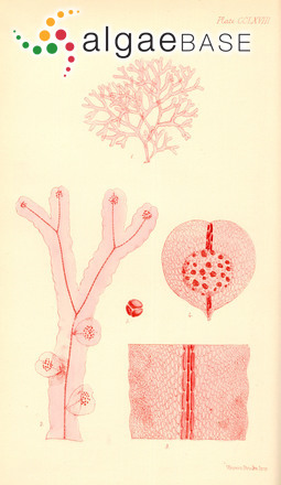 Dicroglossum crispatulum (Harvey) A.J.K.Millar & Huisman