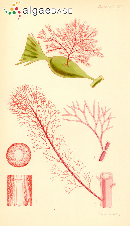 Carpothamnion gunnianum (Harvey) Kützing