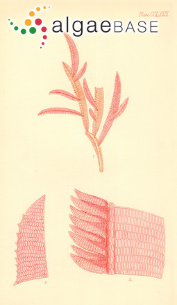 Echinosporangium semipennatum (J.V.Lamouroux ex Poiret) Kylin