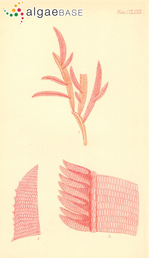 Echinosporangium semipennatum (J.V.Lamouroux ex Poiret) Kylin