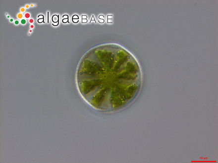 Hyalotheca dissiliens Brébisson ex Ralfs