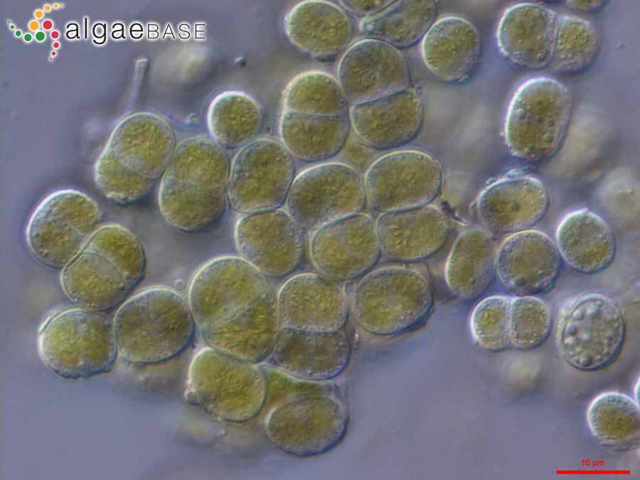 Apatococcus lobatus (Chodat) J.B.Petersen