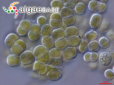 Apatococcus lobatus (Chodat) J.B.Petersen