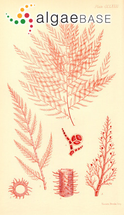 Hirsutithallia formosa (Harvey) Wollaston & Womersley